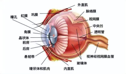 眼耳鼻喉科2026.7.15272.png